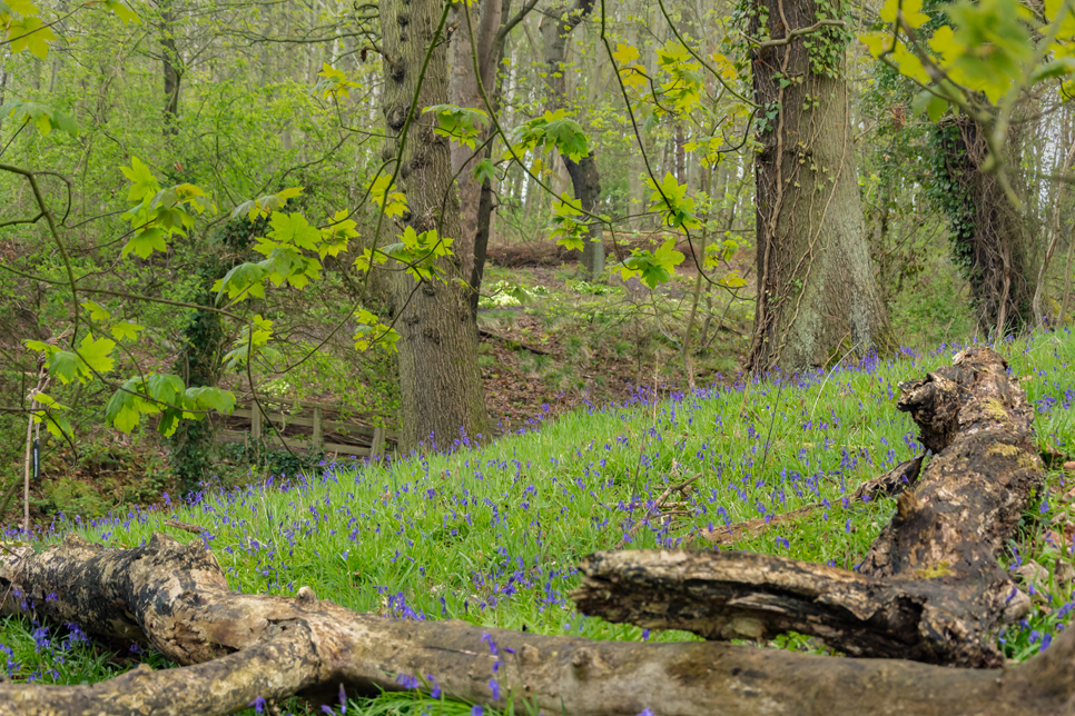 Follow the trail and find ten wildflowers on our reserve